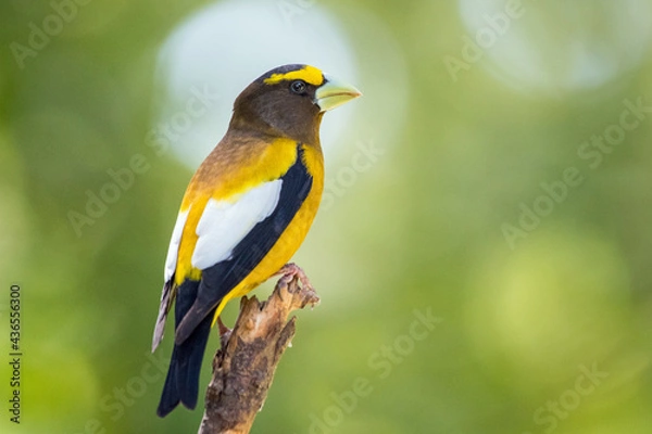 Fototapeta A male evening grosbeak perched in the sunlight.