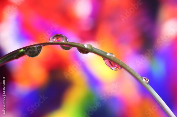 Obraz Water Droplets