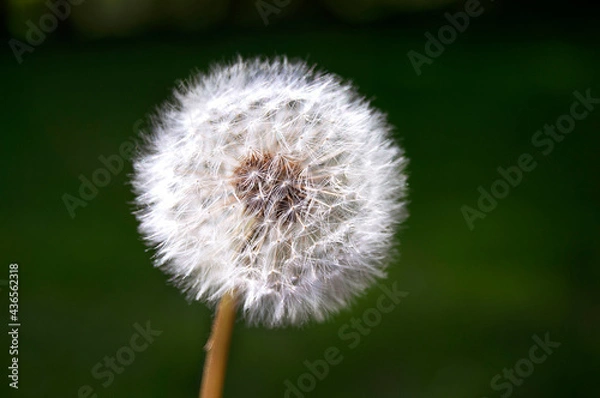 Obraz dandelion on green background