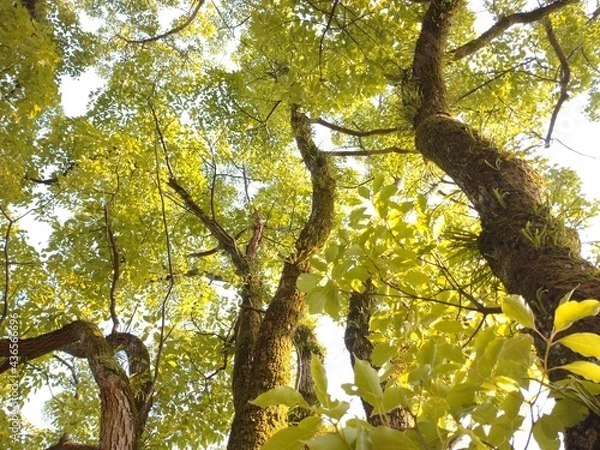 Obraz tree in the forest