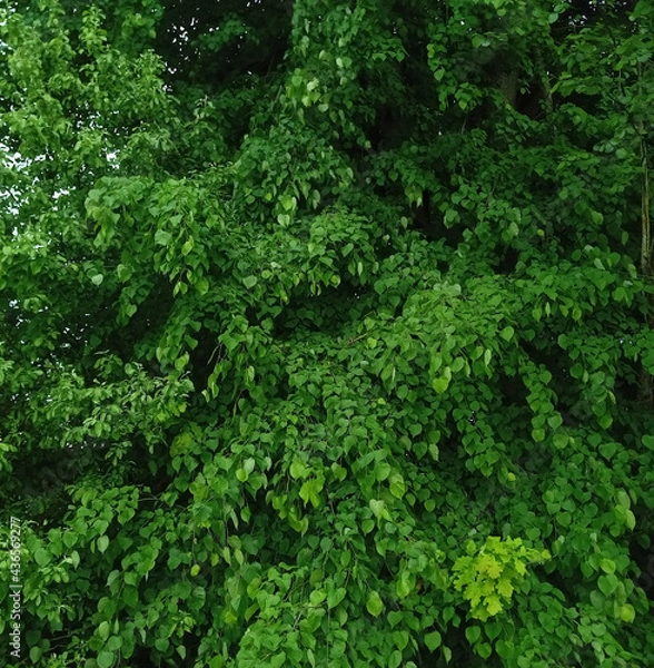 Obraz Background from leaves. Tree leaves. 