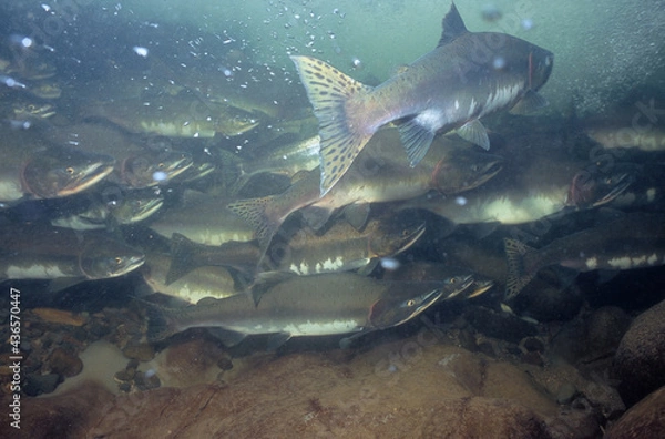 Fototapeta 溯上するカラフトマスの群（北海道・知床）
