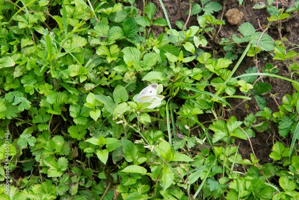 Fototapeta 草に止まるモンシロチョウ