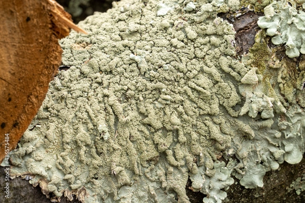 Obraz Fungus on wood