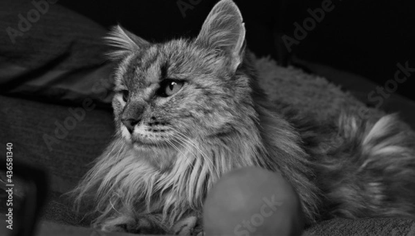 Obraz BLANCO Y NEGRO