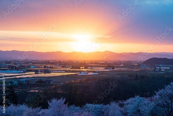 Obraz 春の東川町 キトウシ森林公園の桜と夕日の風景
