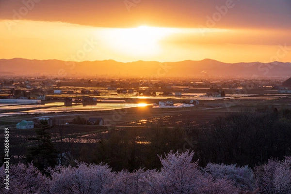 Obraz 春の東川町 キトウシ森林公園の桜と夕日の風景
