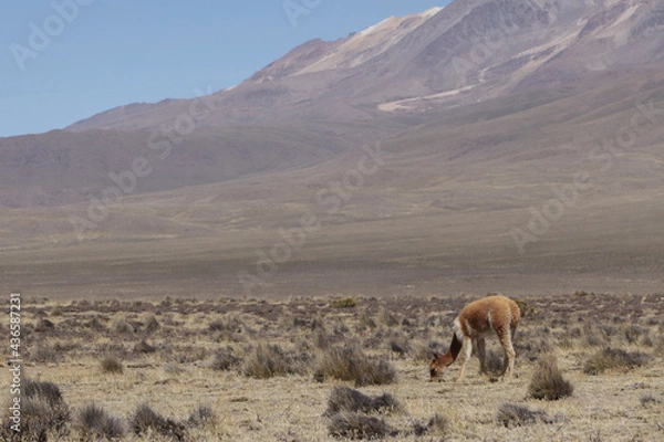 Obraz Vicuñas
