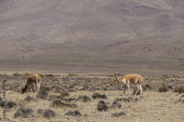 Obraz Vicuñas
