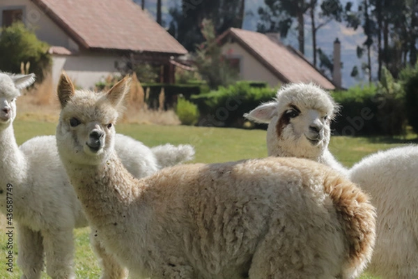 Obraz alpacas