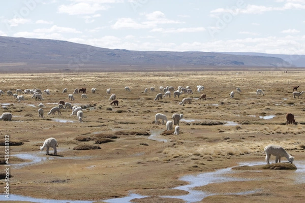 Obraz alpacas