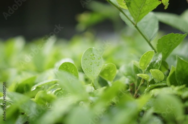 Obraz Leaf, leaf close up