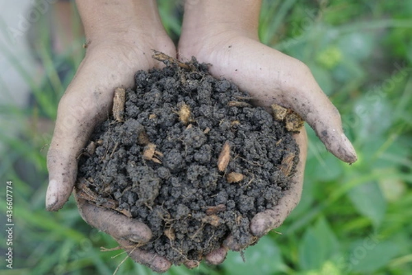 Fototapeta Soil, hand holding soil. The soil is ready for planting trees. There are rental components, coffee grounds, coconut shells, manure. for planting.