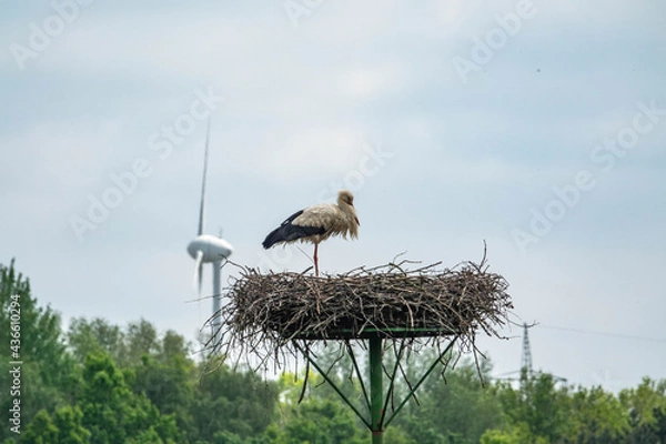 Obraz Storch und Windrad