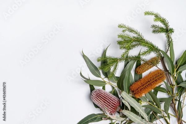Obraz Beautiful native Banksia's and eucalyptus leaves on a white background, photographed from above.