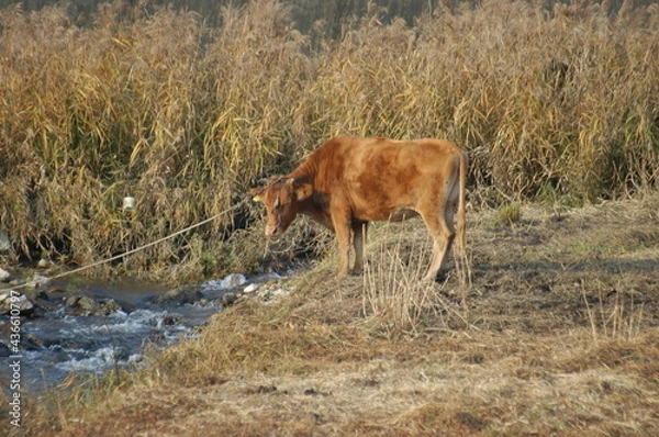 Fototapeta 한국의 소