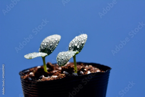 Obraz キュウリの芽。野菜、畑、家庭菜園イメージ素材