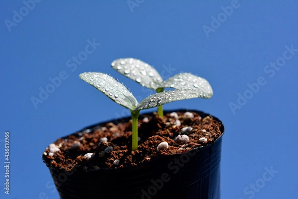 Obraz キュウリの芽。野菜、畑、家庭菜園イメージ素材