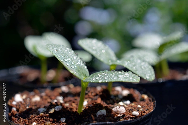 Obraz キュウリの芽。勿忘草の季節。野菜、畑、家庭菜園イメージ素材
