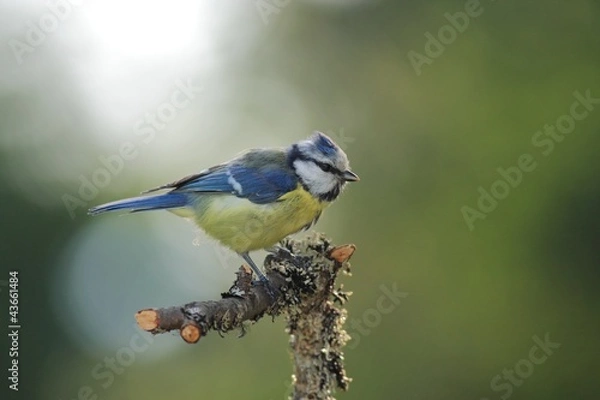 Obraz Blue Tit (Cyanistes caeruleus)