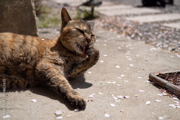 Fototapeta 毛繕いをする猫