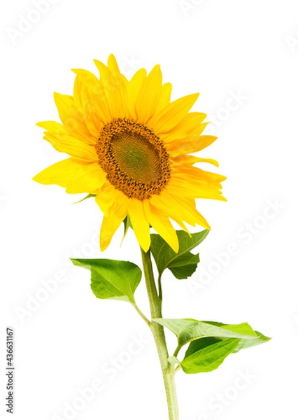 Obraz Yellow sunflower