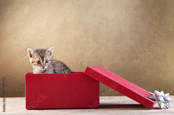 Obraz A kitten for present