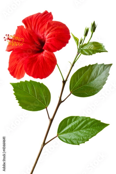 Obraz Kwitnący hibiskus