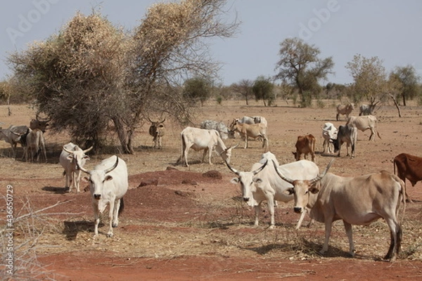 Fototapeta Troupeau de vaches zébus, zone soudano sahelienne région des pasteur nomades peul au sénégal