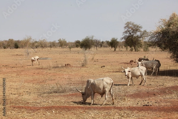 Fototapeta Troupeau de vaches zébus, zone soudano sahelienne région des pasteur nomades peul au sénégal