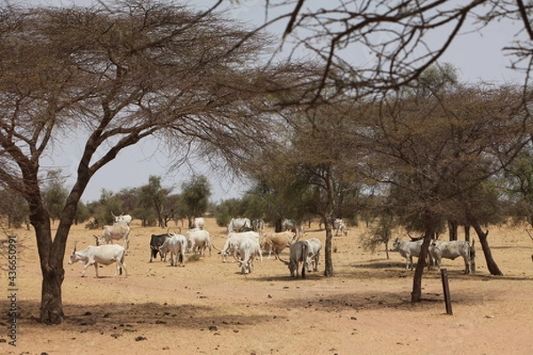 Fototapeta Troupeau de vaches zébus, zone soudano sahelienne région des pasteur nomades peul au sénégal