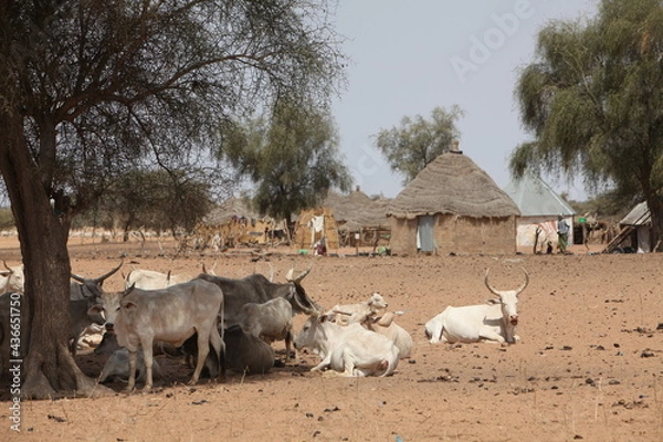 Fototapeta Troupeau de vaches zébus, dans la zone soudano sahélienne du Sénégal, devant un village de pasteurs peul