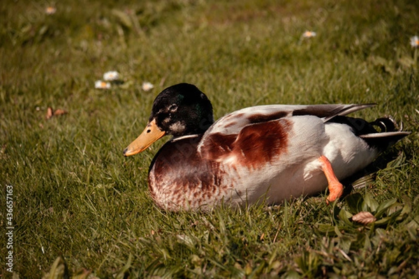 Obraz duck on the grass
