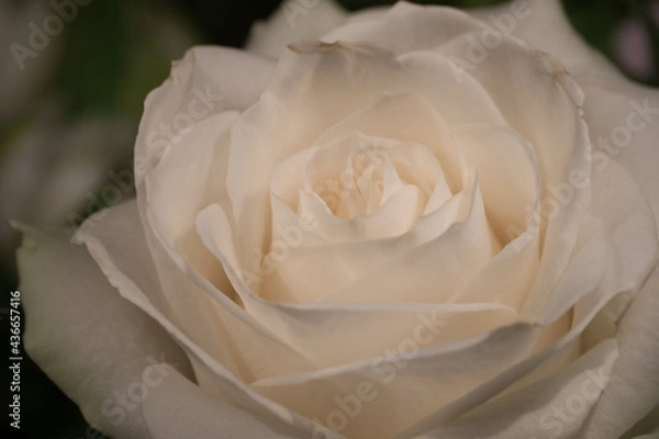 Obraz white rose closeup