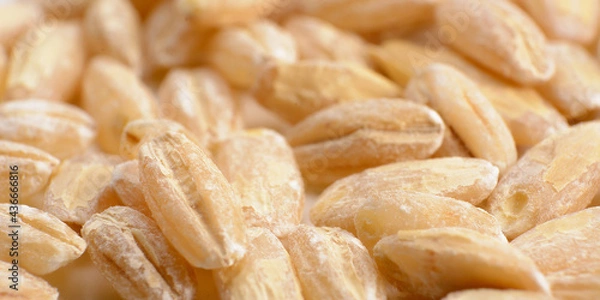 Obraz barley grain peeled