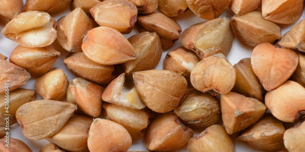 Obraz buckwheat groats