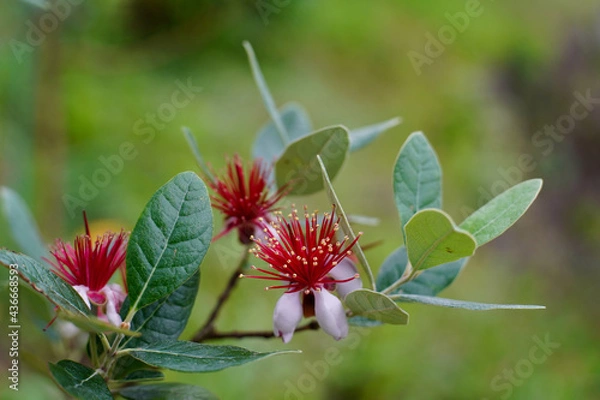 Obraz フェイジョア