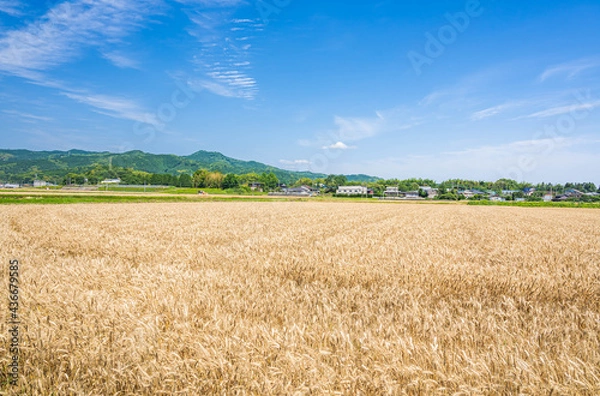 Fototapeta 刈り取る前の小麦畑　　あさくら