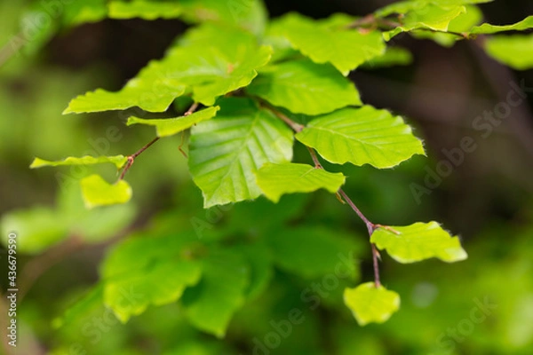 Fototapeta Branches with spring leaves European beech (Fagus sylvatica), selective focus. Plant background with green spring leaves. Close up on a fresh green leaves of European beech also called common beech.