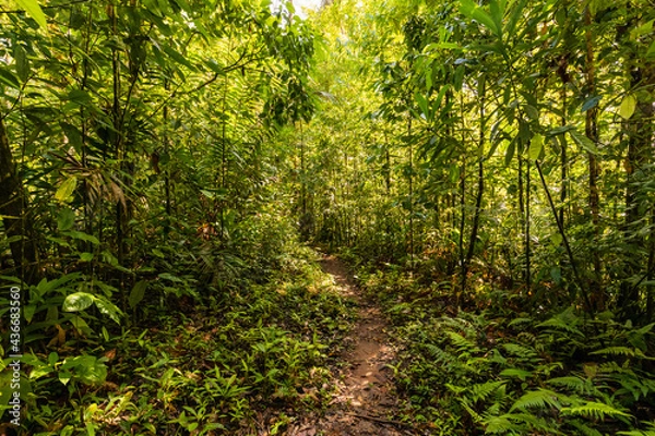 Fototapeta Pathway in the primary rainforest (jungle) in Corcovado National Park in Costa Rica