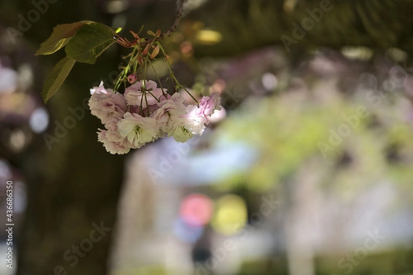 Fototapeta Beautiful closeup view of delicate spring pink cherry (Prunus Shogetsu Oku Miyako) blossom flowering tree branch on university campus, Dublin, Ireland. Soft and selective focus