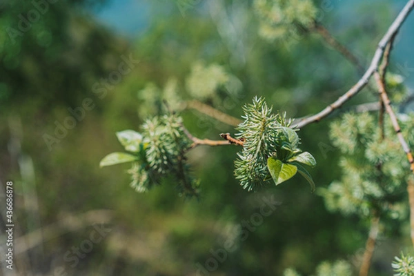 Fototapeta Branches with willow leaves close-up. Spring time concept
