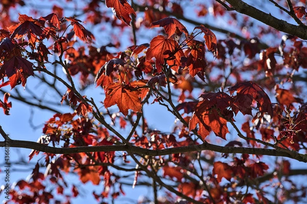 Fototapeta Beautiful dark-red last year autumn leaves of Crimson King (Acer Platanoides) Norway maple tree against blue sky on university campus, Dublin, Ireland. Red and blue tones