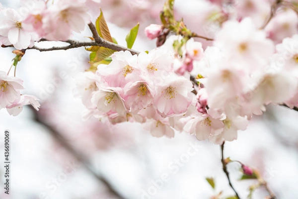 Obraz Sakura pink flowers, in spring, flowering tree