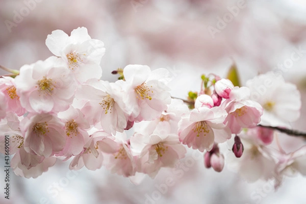 Fototapeta Sakura pink flowers, in spring, flowering tree