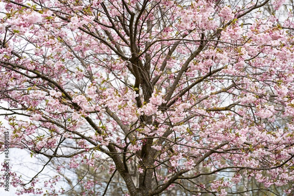 Fototapeta Sakura pink flowers, in spring, flowering tree