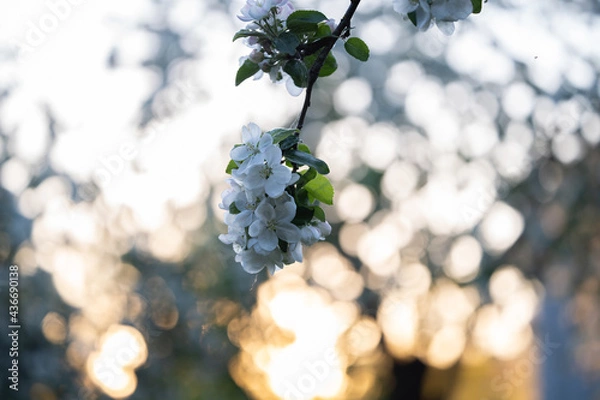 Fototapeta White flowers, in spring, flowering tree