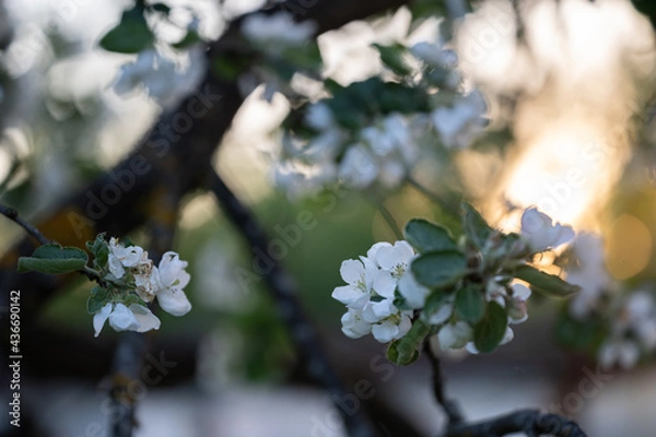 Fototapeta White apple flowers, in spring, flowering tree