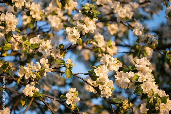 Fototapeta White apple flowers, in spring, flowering tree