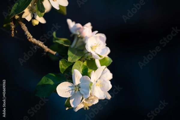 Fototapeta White apple flowers, in spring, flowering tree